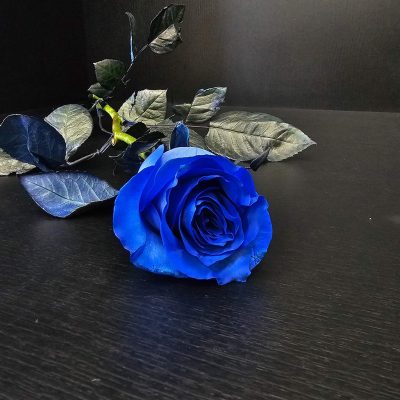 Μπλε Τριαντάφυλλο ecuador