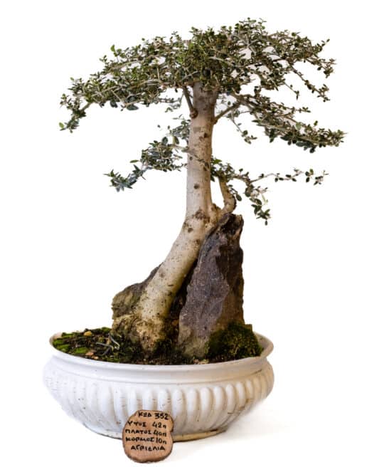 Μπονσάι Αγριελιά