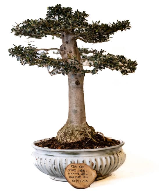 Μπονσάι Αγριελιά