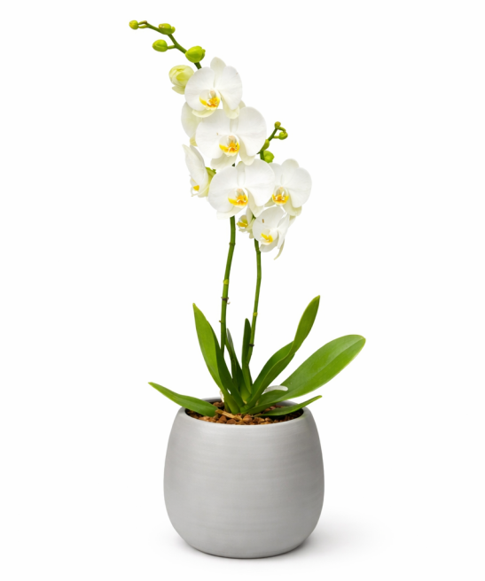 Λευκή Ορχιδέα  με 2 Κλαδιά