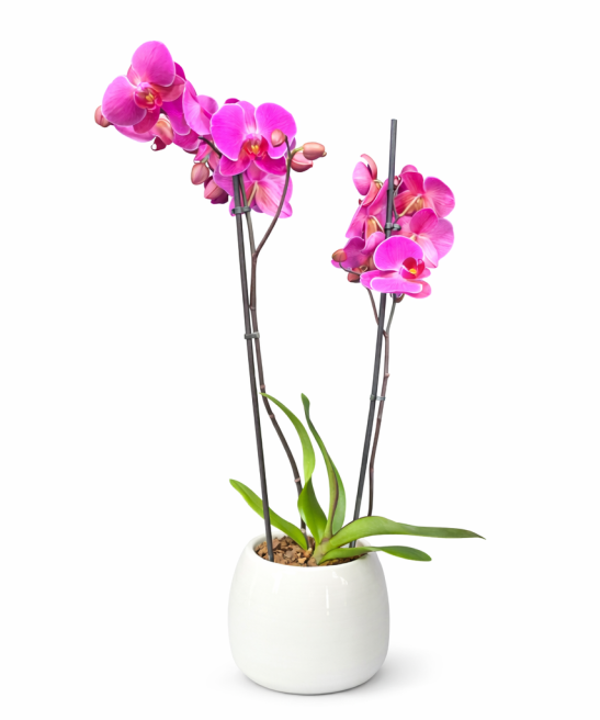 Ορχιδέα Ροζ