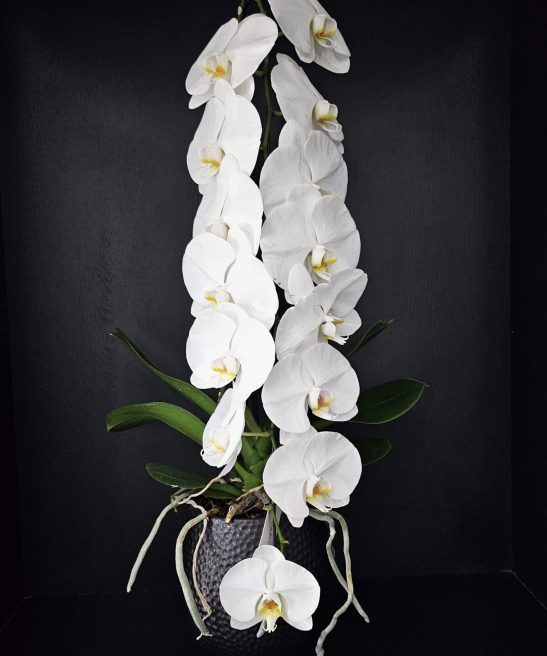 Ορχιδέα μεγάλη καμπυλωτή