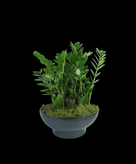 Ζάμια σε πιατέλα  πήλινη