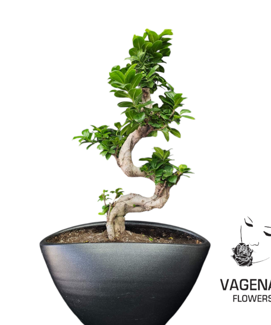 Μπονσάι Ficus
