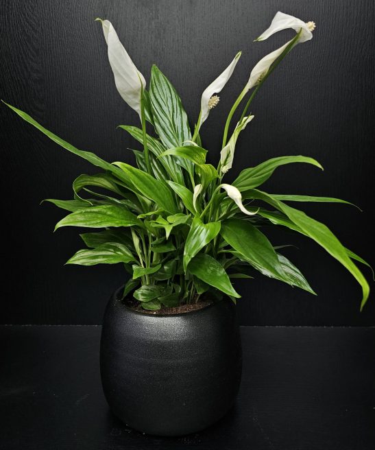 Σπαθίφυλλο