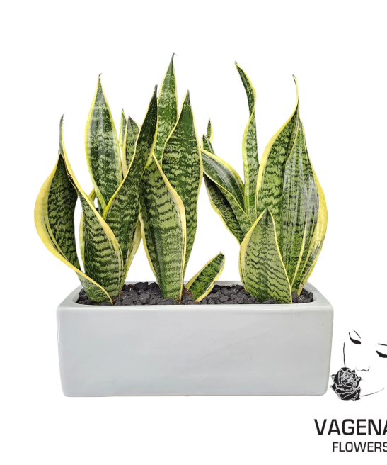 Σανσιβέρια Σε Παραλληλόγραμμο Κασπώ