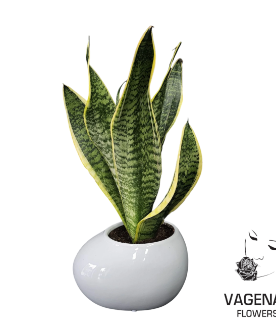 Σανσιβέρια Σε Κασπώ Πορσελάνη Λευκό