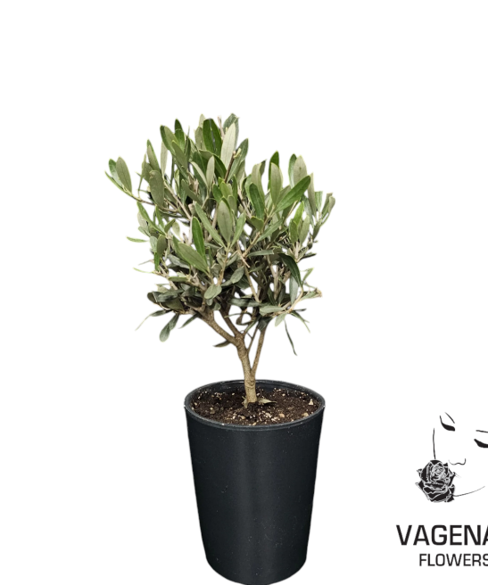 Ελιά Μικρή Σε Πήλινο