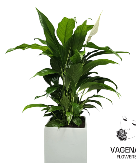 Σπαθίφυλλο