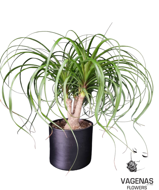 Μπουκαρνέα