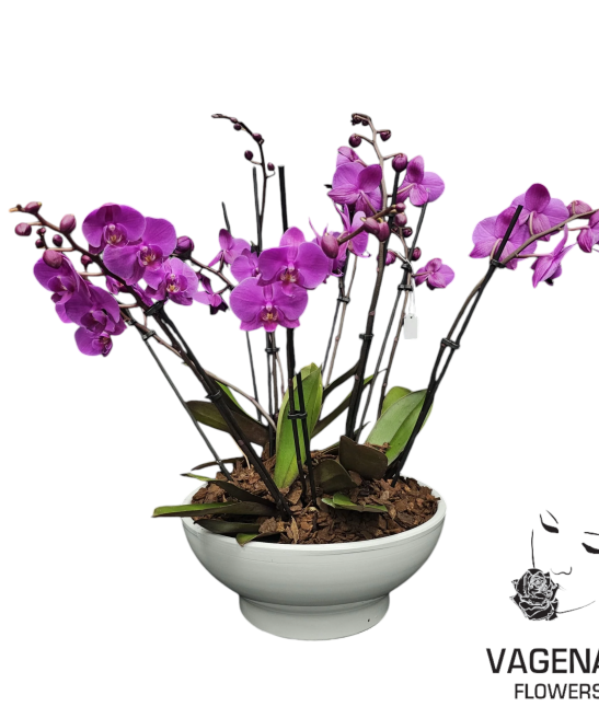 Ορχιδέα Με 9 Κλαδιά