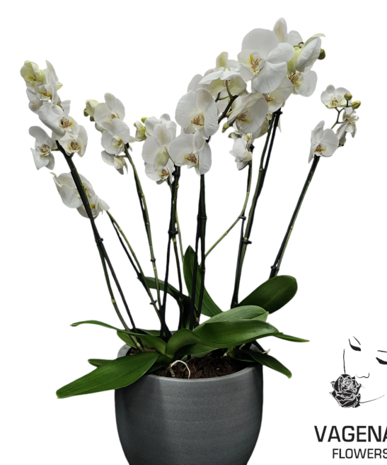 Ορχιδέα Με 9 Κλαδιά