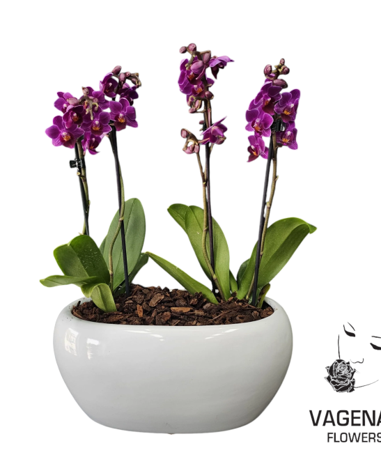 Ορχιδέα Μινιόν 4 Κλαδιά