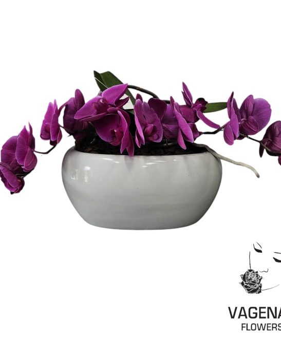 Ορχιδέα Φιόγκος Σε  Πορσελάνη