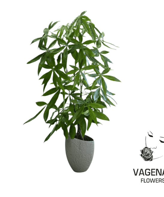 Παχίρα σε Πήλινο Κασπό 130cm