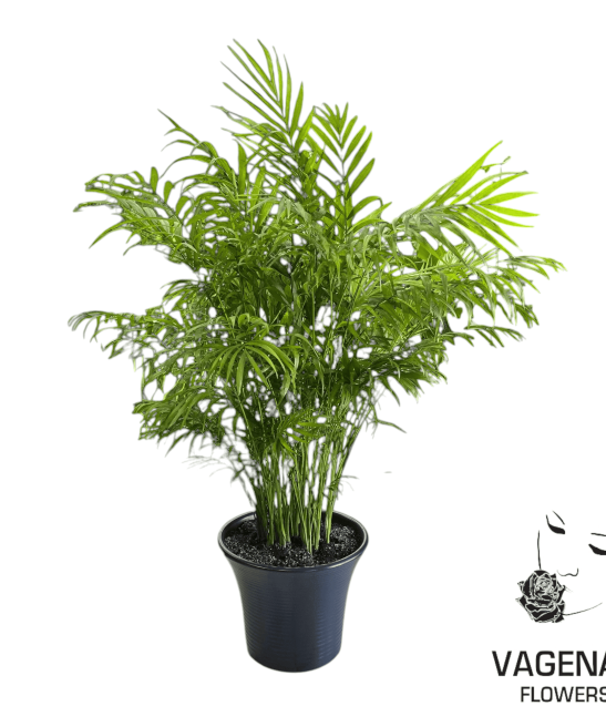 Χαμαιδώρεα - Chamaedorea 110cm