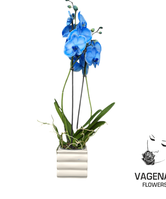 Ορχιδέα Μπλε