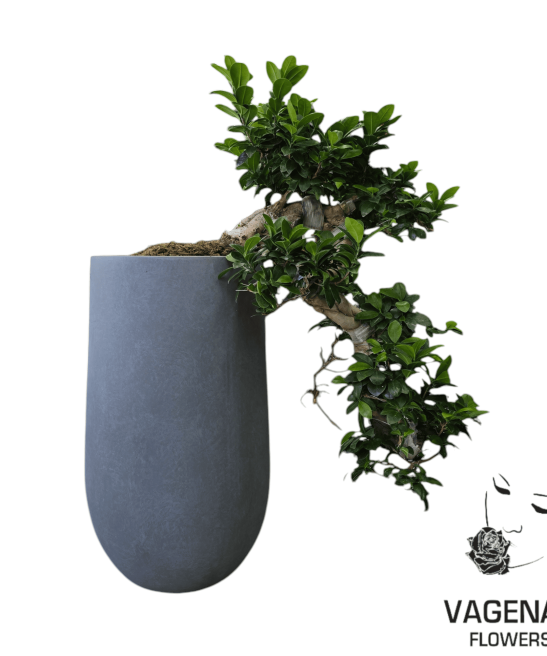 Φίκος Μπονσάι Μεγάλο