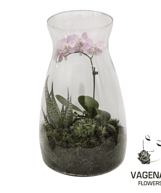 Ορχιδέα Σε Γυαλί