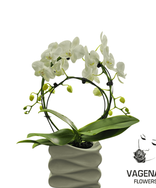 Κυκλική Ορχιδέα Φαλαίνοψις