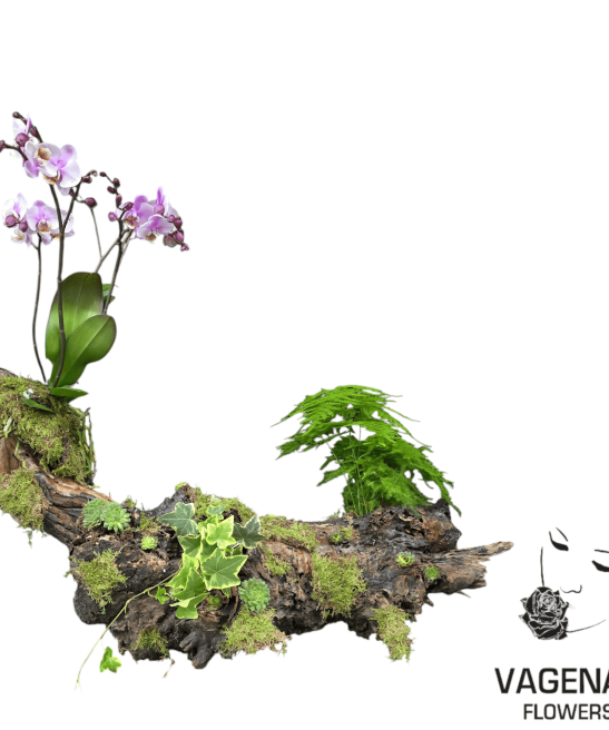 Σύνθεση με Μοβ Ορχιδέα και Φυτά σε Φυσικό Κορμό