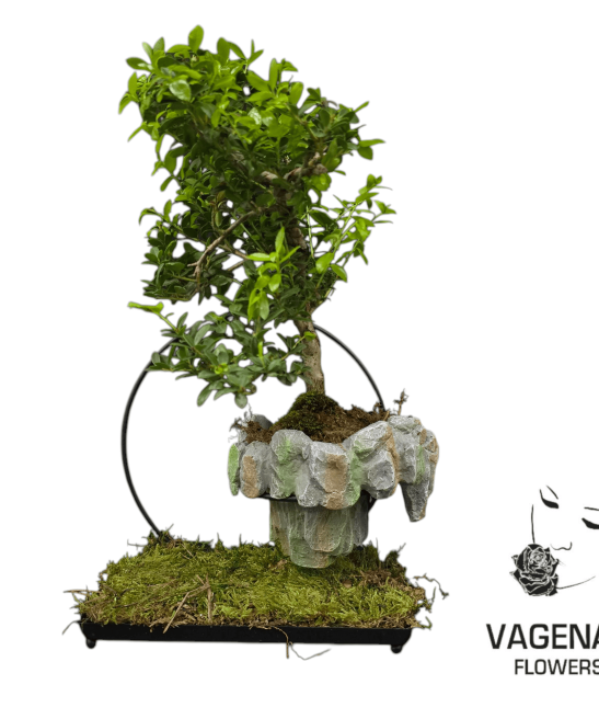 Μπονσάι σε Πετρώδη Βάση