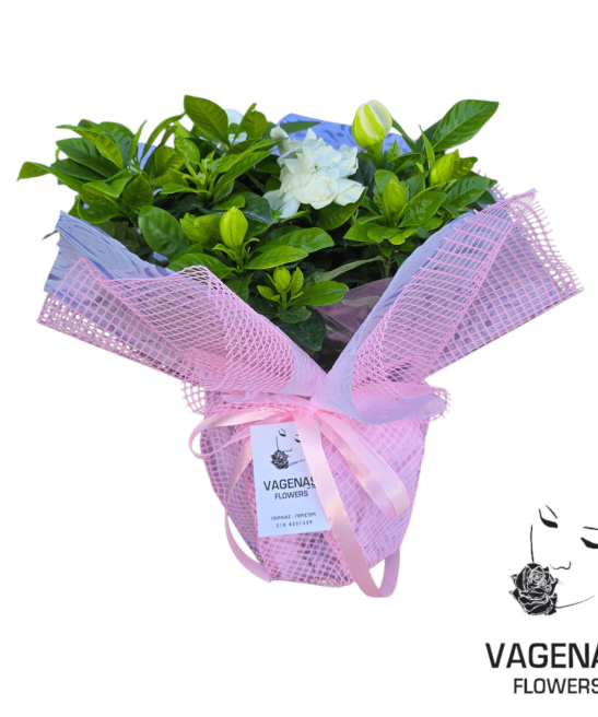 Γαρδένια με Ύφασμα Και Δίχτυ