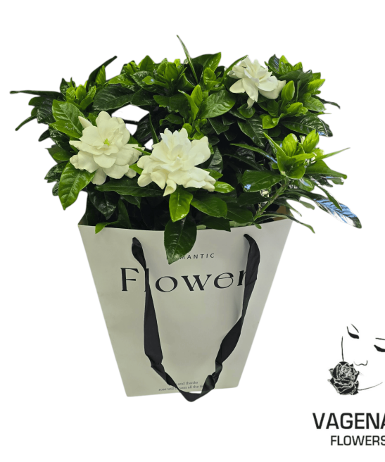 Γαρδένια Μεγάλη σε Τσάντα Δώρου Πολυτελείας